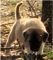 A guide to identifying working traits in Anatolian puppies