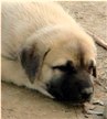 How to obtain a Lucky Hit Anatolian Puppy