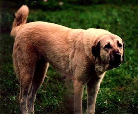 Conard's Tawny Kat - Female Working Anatolian