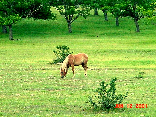 BlonDee Bars Peppy at Lucky Hit Ranch, Summer 2001