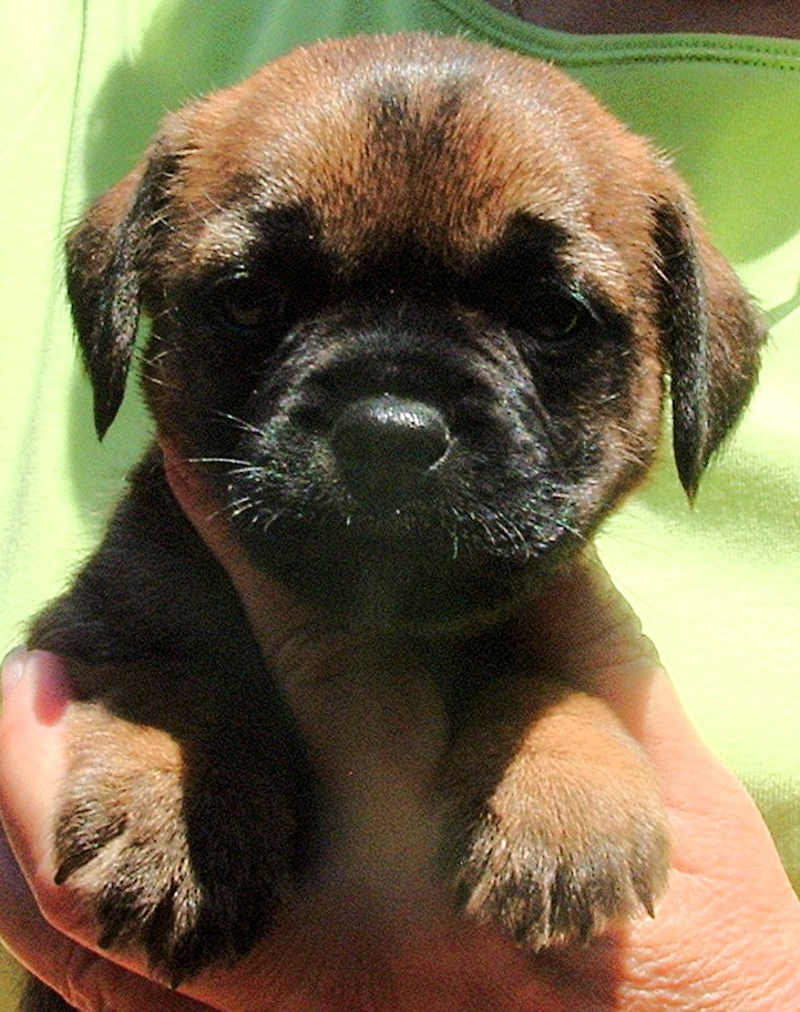 CAN/AM CH Russethill's Light My Fire's (FLAME's) puppy, TEVIS