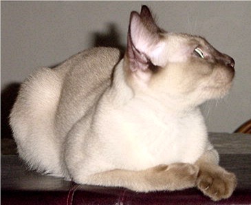 Angel II at six months - Female Champagne (Chocolate) Mink Tonkinese