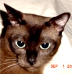 Brownie II - Female Natural (Sable Seal) Mink Tonkinese