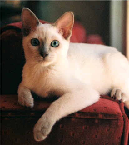 Teaka - a Brownie II daughter at four months - Female Platinum (Lilac) Solid Tonkinese