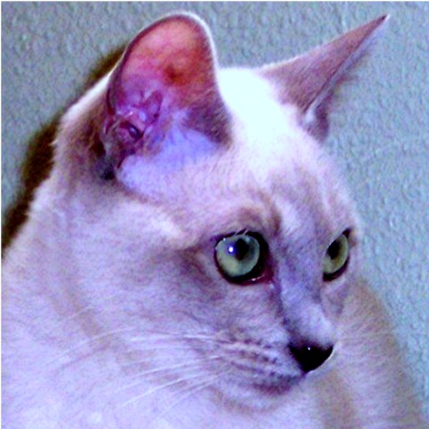 Mia - Female Platinum (Lilac) Mink Tonkinese - a Brownie II X Aristotle Onasis daughter at six months