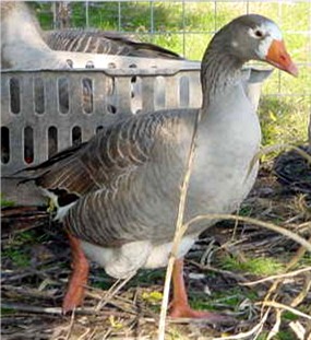 Beauty - Female Pilgrim Goose