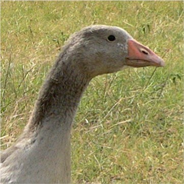 This is the head of a two month old female gosling.