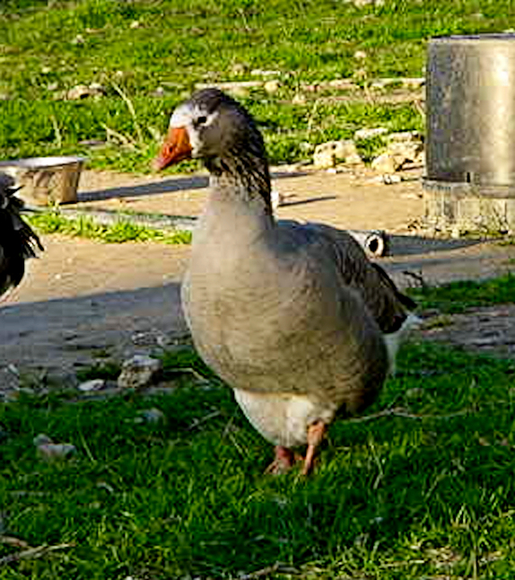 Beauty - Female Pilgrim Goose showing excellent facial color and dual lobed paunch
