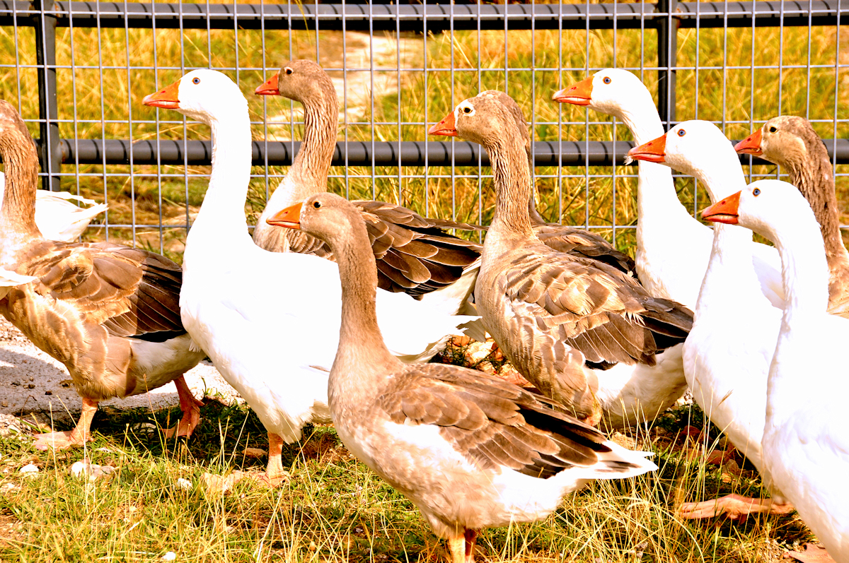 Pilgrim Goose Gaggle showing all white males and dove grey females with white facial markings