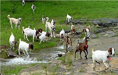 Lucky Hit Anatolians following the flock as the flock moves across the pasture