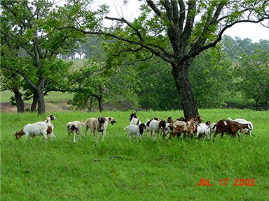 Anatolians with their Goats during a rainstorm at Lucky Hit Ranch
