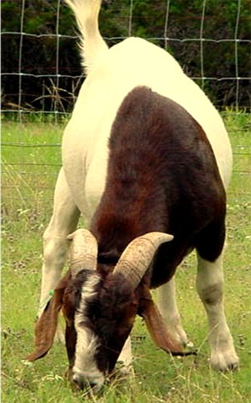 XS362 - Registered Full South African Boer Male from XS Ranch