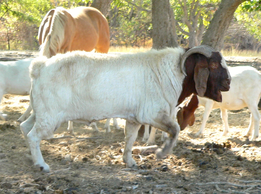 2009 Boer Male Used for 2010 and 2011 Boer Kid Crops