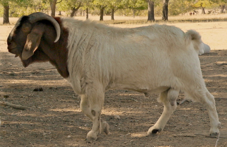 2009 Boer Male Used for 2010 and 2011 Boer Kid Crops