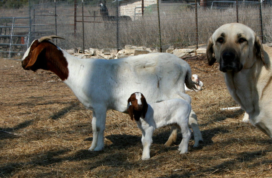 nubian boer cross weight chart