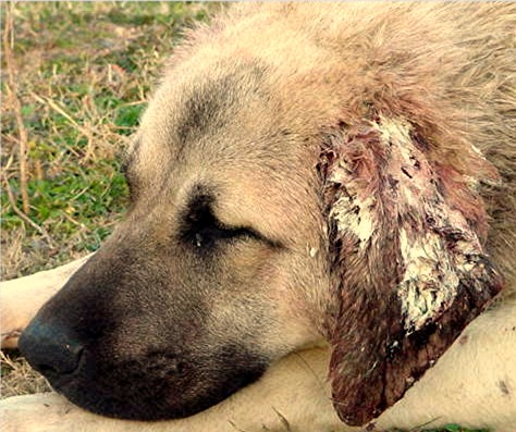 An Anatolian Male After A Fight