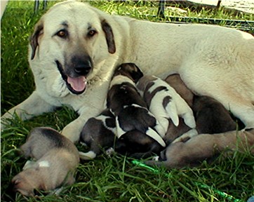 Shadow with her rescued pups