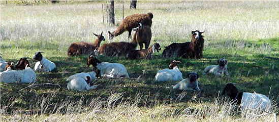 Pups with livestock