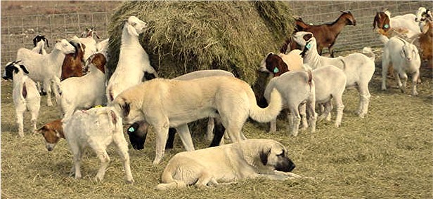 Anatolian store shepherd livestock