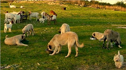 Lucky Hit Anatolians eating in a circle with goats eating in the background