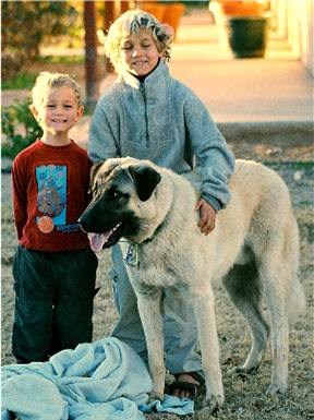 Niki's sons, Harry and Jason, and Max