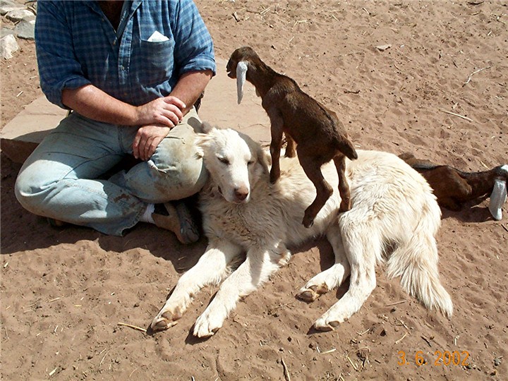 Blue with David Heininger and goats