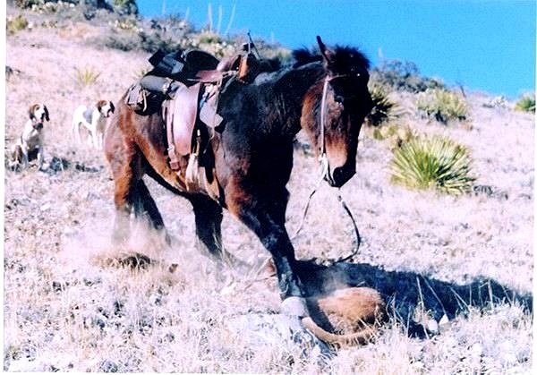 Mule grabs cougar