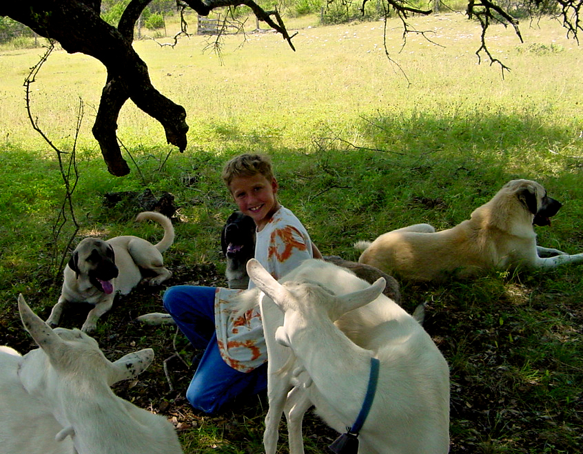 Testing young males in the pasture with adult Anatolians and my nephew on July 27, 2004
