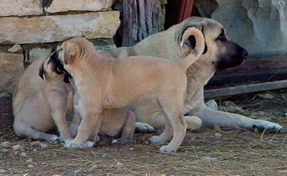 Tokat with Bethany and one of his pups on January 8, 2005