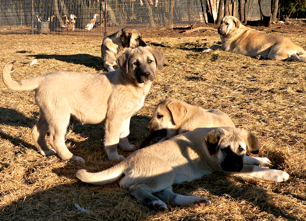LAVANTA, ZIRVA, HANNAH, SAHARA, AND BYRON resting in a pasture with goats, llamas, and ducks