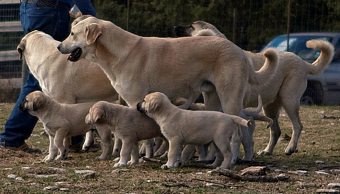 CASE x BETHANY pups on December 31, 2009, with goats, their Uncle Zirva, two other adults