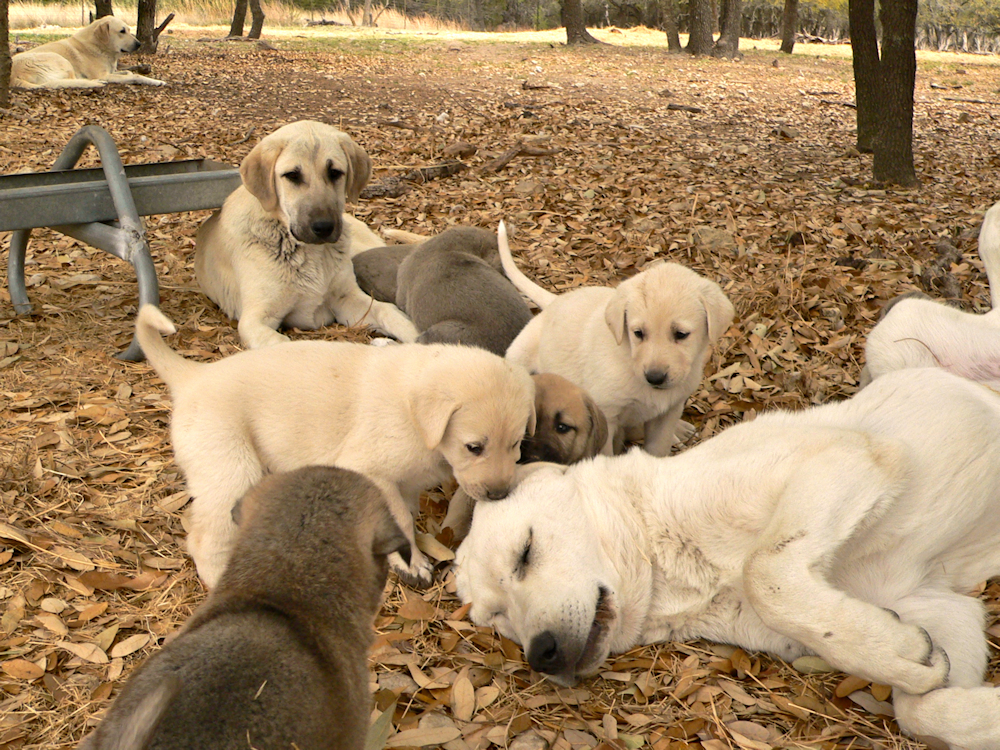 Puppies from the Nazik/Kizzie litter (including Kaya), Sessiz, Narin, and their dad, NAZIK, in the background