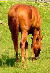 Smoke N Red Cayenne (from the rear) as a yearling