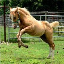 Link to Blon Dee Bars Peppy's 2007 foal, Blon Dee's Miracle