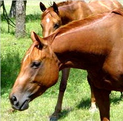 Ziba Ye Vashshi - Thoroughbred mare