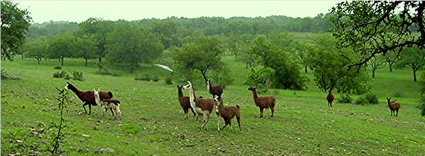 Llama herd at Lucky Hit Ranch