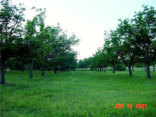 [Pecan Trees at Lucky Hit Ranch, Leander, Texas - June 12, 2001]