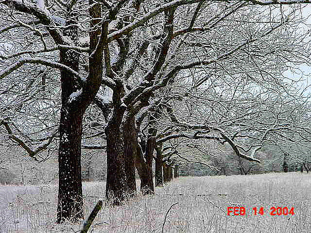 Pecan trees after a rare snowfall at Lucky Hit