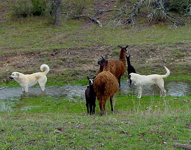 Llamas and Anatolians at Lucky Hit Ranch