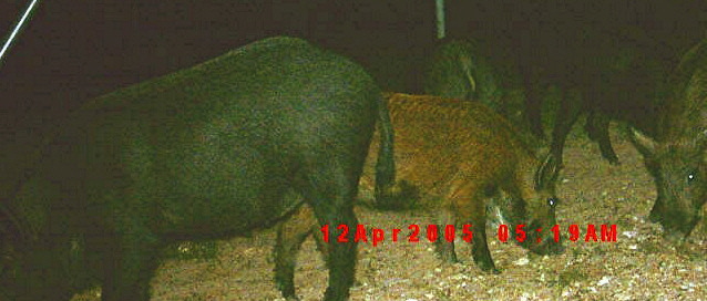 Picture of wild Pigs on Lucky Hit Ranch taken with a game camera