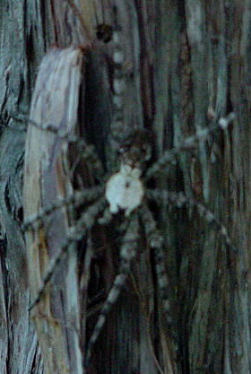 Spider on Juniper at Lucky Hit Ranch