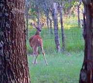 Deer at Lucky Hit Ranch