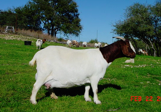 Pregnant Boer goat, Pearl Girl, at Lucky Hit Ranch
