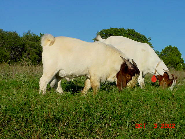 Boer junior herdsire at Lucky Hit Ranch