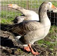 Link to Geese Page