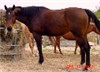 Link to Horses Page
