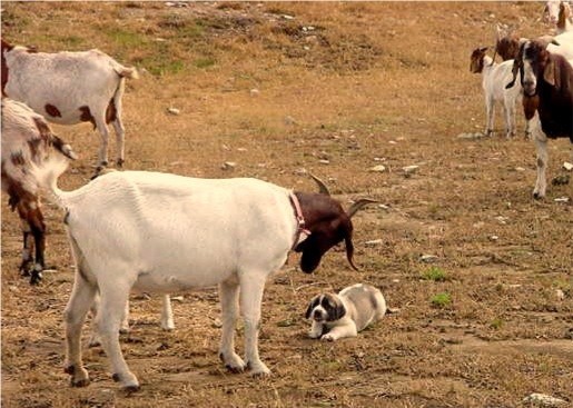 LUCKY HIT'S Shadow BEAU (BEAU) showing submission to calm a goat as a young pup