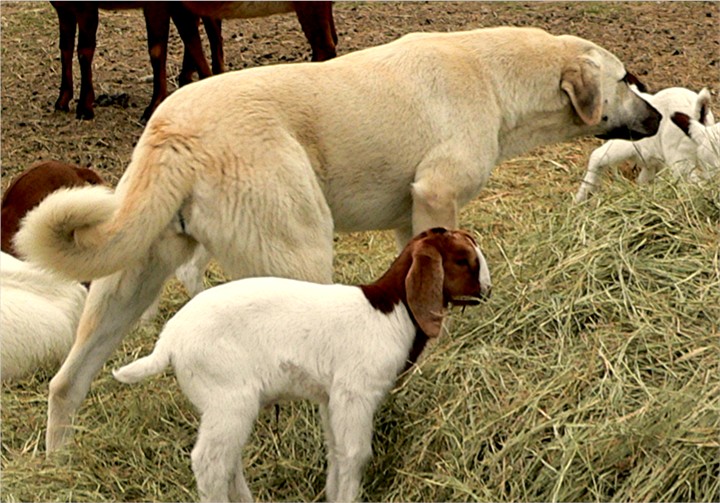 Lucky Hit Akasma Vasi with goat kids