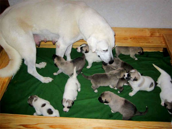 Lucky Hit Shadow Akasma and June 1, 2006 litter at 2 weeks