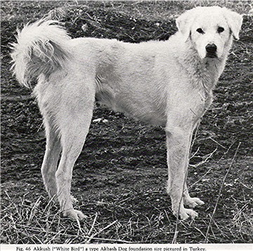 Akkus (Akkush) White Bird - Foundation dog for White Bird Kennel in Turkey